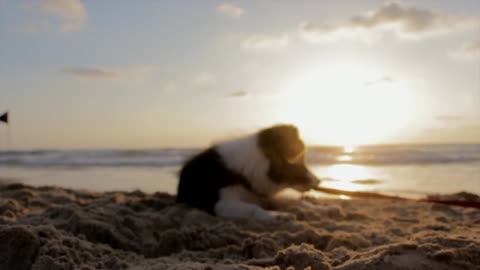 Dog Playing on The Beach