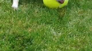 Missy girl enjoying the ball and her new pool !