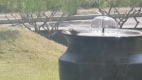 Taking shower bird