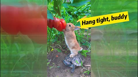 Unbelievable Friendship: Rabbit and Turtle's Bell Pepper Adventure!