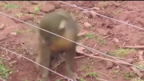 Ignorant Animals getting shock with electric effect - Funny