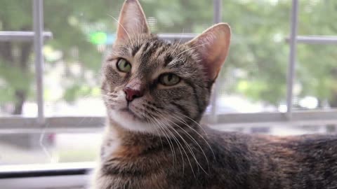 Brown tabby cat lying on the windowsill in summer