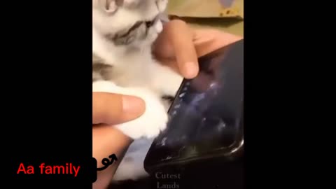 Cat Is Playing FREE FIRE Game In Phone🐈️📱