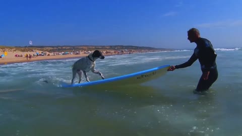 Dog Surfing in Portugal 2021