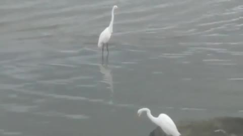 As Garças a Beira Mar