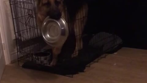 Hungry German Shepherd