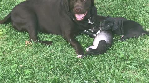 Big Chocolate loves pups