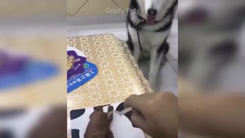 Very funny cat reaction to cutting cack dog