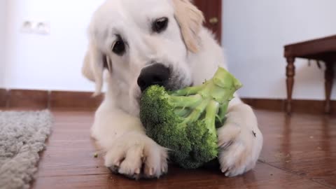 Angry and Cute Dog Protects Food 😍🤣