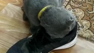 Cat in a shoe