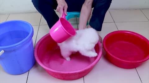 This is how to safely bathe a Pomeranian Puppy!