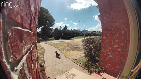 Tiny Dog Chases UPS Delivery Man