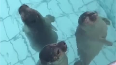 Baby seals have big eyes. They're really cute