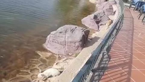 Helping Cat's Catch Fish