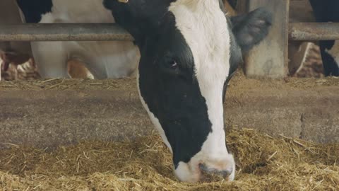 Cows eating Silage in a large dairy farm, milk production