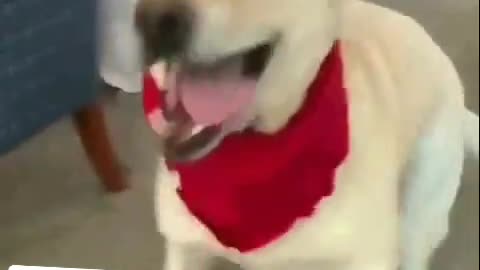 A funny dancing dog |