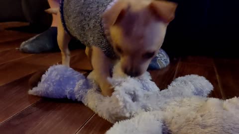 Miley being cute playing with a stuffy