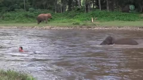 Baby elephant thinks a man is being drowned by the current and jumps into the river to save him.