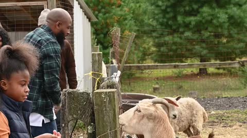 Dozens of baby goats - kids - jumping, yelling and playing | HD footage