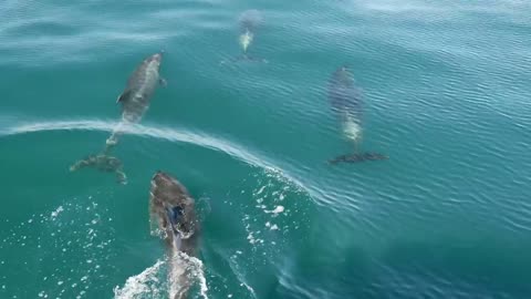 Dolphins swimming in the sea