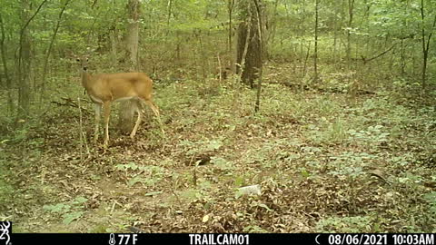 Doe and fawn