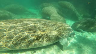 Crystal River Manatees