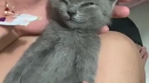 Hungry Kitten Adorably Falls Asleep During His Feeding