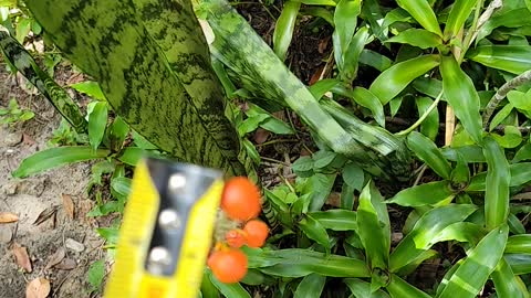 Snake Plant Berries