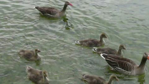 duck in the lake