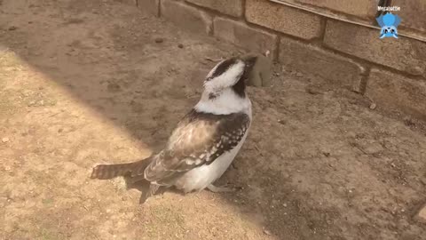 Rescuing a mum and baby bat on a balcony courtyard Glynda & Glen.mp4