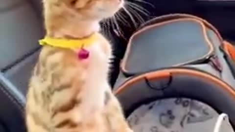 😂YOU LAUGH YOU LOSE! 😹Funny Moments Of Cats Videos Compilation - Funny Cat Life