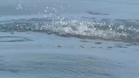 Even at 4x slowmo this Osprey comes screaming out of the sky so fast it’s hard to comprehend