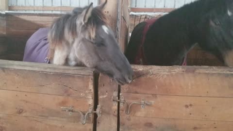 Filly Tries To let Her Bff Escape