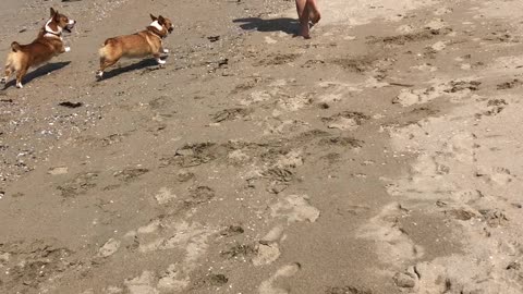 Corgis at the beach