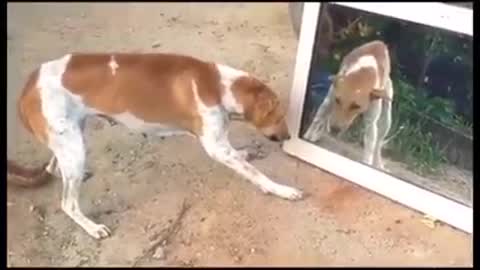 dog fights with his image in the mirror - Perro pelea con su imagen en el espejo