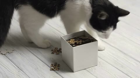 Black and White Cat Playing with Puzzles on White Table