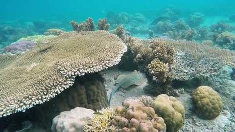 Beautiful creatures under water