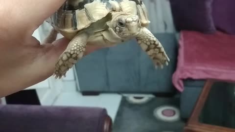 My little sweetie turtle