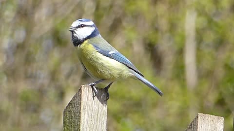 If she knows the name of the bird, write his name