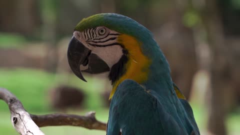 This stainless steel parrot has an open mouth and very beautiful feathers