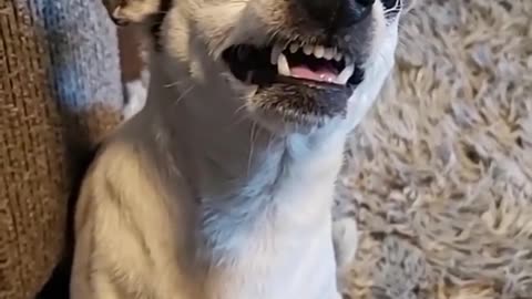 Dog gets angry for his DIET FOOD !