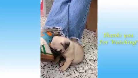 OMG super Cute Best Funny Cats and Dogs compilation🤣🤣