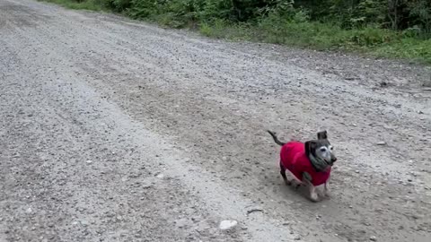 18-Year-Old Dachshund Goes For a Nature Walk