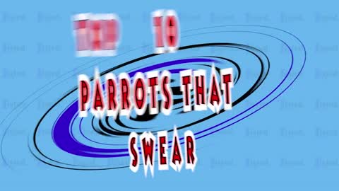 Top 10 swearing parrots (swearing birds)