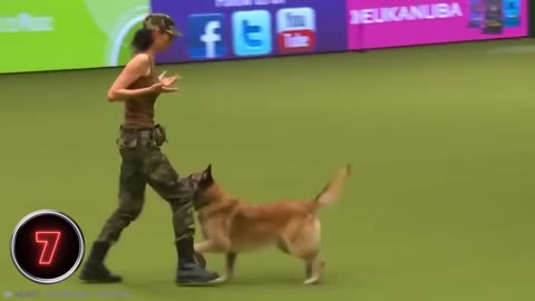 Top 10 Most trained dogs in the World _ Animals.mp4