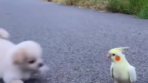 Best Dog Video 🦜🦜🦜🦜🦜