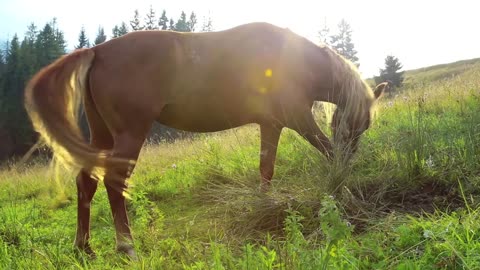 Beautiful horse on green meadow in mountains in the sunlight