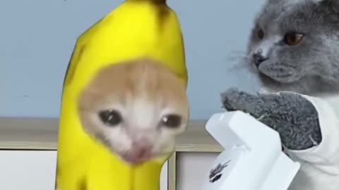 Banana Cat Cries Because Of Oscar Joke😭🍌