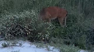 White Tail on the Beach