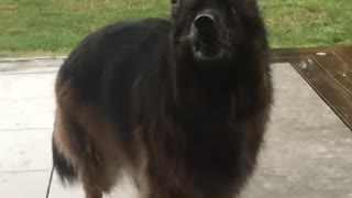 Happy Dog in Rain